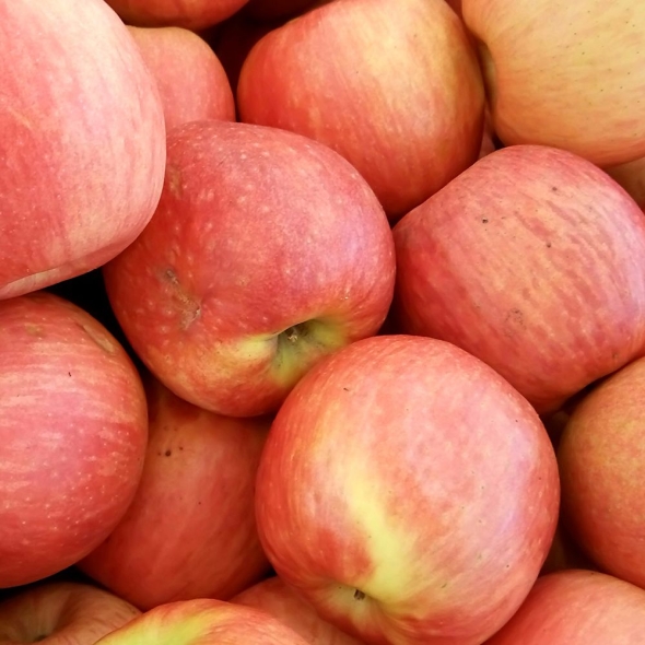 [향기담은] 경북 고당도 꿀부사 2kg/3kg/5kg (가정용)