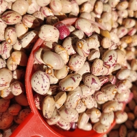 [오커최고] 어흥 호랑이콩 건조 호랑이콩 500g 1kg