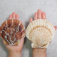 이순신수산 참가리비 국내산 동해안 고성 가리비 구이 회 찜 대왕가리비 수입산 1kg