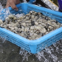 [김장철] 통영 제철 굴 햇굴 생굴 1kg