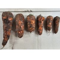 못난이 흙당근 쥬스용 2kg/5kg(산)