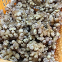 깊은향을 가진  경북 흙생강