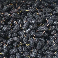 [오커브팜] 탱글 오디 뽕열매 청일 과상 품종 1kg ~ 10kg