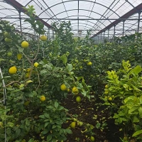 (최켓)레몬