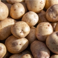 강원도 감자 포슬포슬 카스텔라 3kg 5kg 10kg