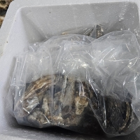 [제철수산물]삼배체굴(최)