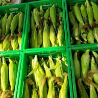 [오커최고] 제철 초당옥수수 애플 초당 옥수수