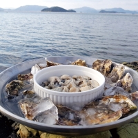 [오커성공] 고품질 통영 생굴 깐굴 1kg 2kg 3kg