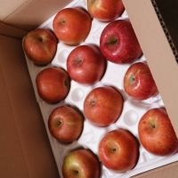 경북 안동 꿀사과 부사 (가정용) 소과,중소과,중과,중대과,대과