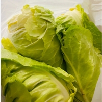 [신한카드 할인] 프리미엄 제주 고깔양배추