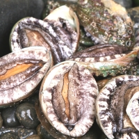 [명절특선] [완도바다참전복] 활 참전복 (소중/대특) 1kg/1.5kg/2kg 상품전(12품목)