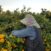 [신한카드 할인] 고당도 타이벡  감귤(푸)