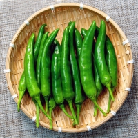 [농협] 한아름드린 신선 오이고추 1kg/2kg/4kg(특)