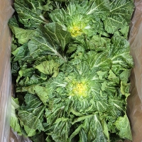 [오커최고] 봄바람 봄동 봄배추 1kg 2kg