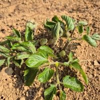 [보름데이] 남해  땅두릅(푸)