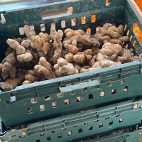 깊은향을 가진  경북 흙생강