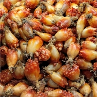 청정지역 통영 프리미엄 깐멍게(푸)