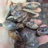 자연산 남해  활  바지락(푸)