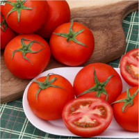 [만원의 행복] [토마디어] 찰진 완숙토마토 1kg 2kg 3kg 5kg 빨간 토마토