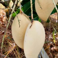 [신한카드 할인] 태국 남독마이 골드망고