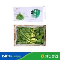 [정선농협] 자연담은 정선 생잎 명이나물 1kg/2kg(특)/당일수확