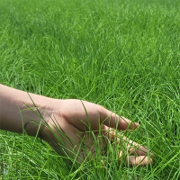 30년 전통  부추김치(푸)