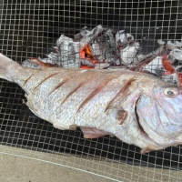 [동방유통] 냉풍건조 국내산 반건조 도미 1팩/2팩/3팩/5팩 (팩당600g/1마리)