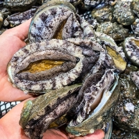 [전복브팜] 완도 활전복 당일 채취 해수 산소포장 가정용 1kg