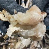 [오커늘푸] 살아있는 숫꽃게 1~3kg