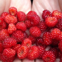  [오커최고] 톡톡 산딸기 생과 산딸기 250g