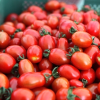 [GAP인증] 대추 방울토마토 [2kg-5kg]