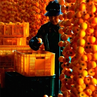 [만원의 행복] 곶감의 본고장 상주  둥시  건시&반건시