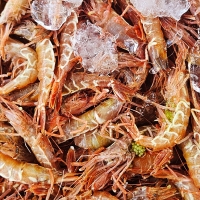 ★냉동★ 동해안 자연산 보리새우 500g 1팩 