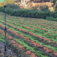 제주도 최상급 구좌당근(푸)