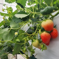 [오커캄스] 논산 설향 딸기