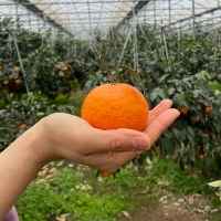 서귀포에서 재배한 고당도 카라향(푸)