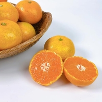 [감귤최고] 제주 조생귤 가정용 4.5kg 실속형