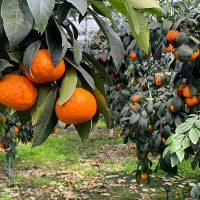 [오커늘푸] 찐한 카라향 제주 카라향 2kg 3kg 5kg