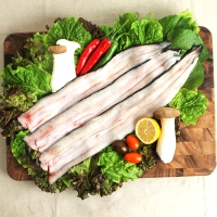 [백억] 자포니카 풍천장어 450g/550g/650g/750g 최상급 민물장어