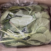 제철  햇  곰취나물(푸)