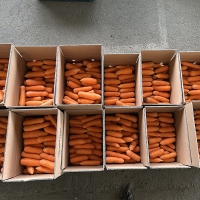 [신한카드 할인] 황금빛 보물  제주 구좌 세척 당근