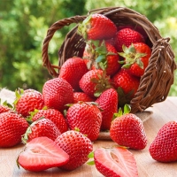 경북 고령 설향딸기(푸)