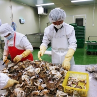연평도 급냉 하프절단 암꽃게(푸)