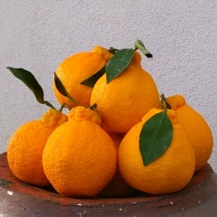 [오커마니] 제주 한라봉 봉봉 한라봉 2kg 3kg 5kg