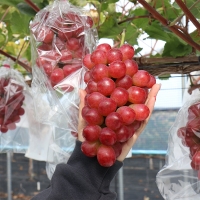 (최켓) 써니돌체 500g~2kg