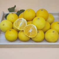 제주 황금향 1kg~4.5kg (산)