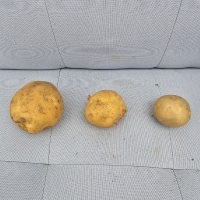 [만원의 행복] 흙속의보석 수미 감자