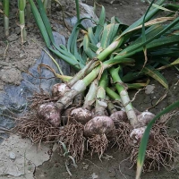 (최켓) 통마늘 2kg