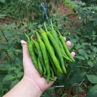 (최켓)청양고추 500g~5kg