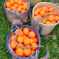 [신한카드할인]새콤달콤 감귤 제주 고당도 꿀 레드향 2kg 3kg 5kg